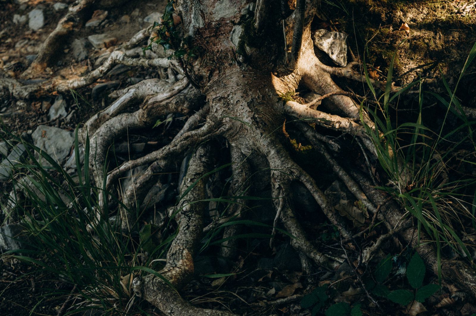 Tree Root Removal from Sewer & Drain Lines tools and equipment used by Bend Plumbing Pros in Bend, OR